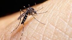 o-mosquito-tigre-por-tras-de-aumento-de-casos-de-dengue-na-europa